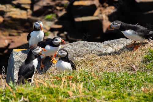 Atlantic Puffin on rocky cliff by blue ocean