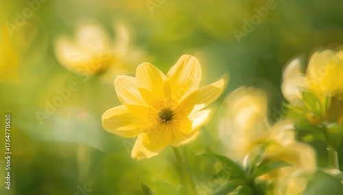 Blurred yellow blossom as a...