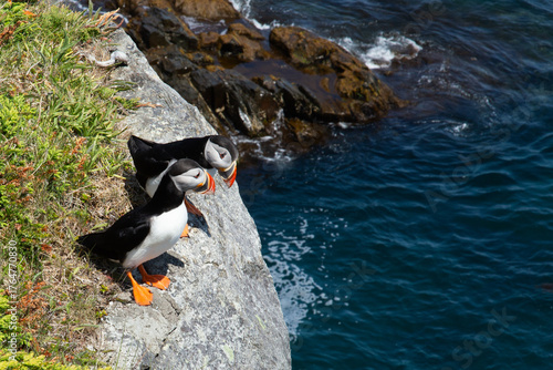 Atlantic Puffin on rocky cliff by blue ocean