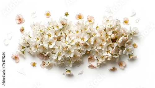 Apple tree blossoms in spri...