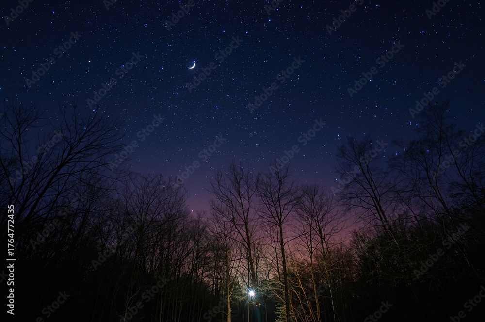 Fototapeta premium Charming ground-level shot of trees under a sky full of stars