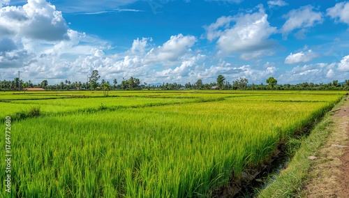 Sunlit Rice Fields