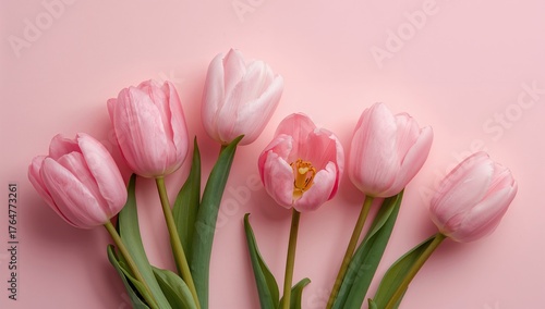 Tulips in shades of pink ag...