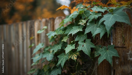 Virginia Creeper vine growi...