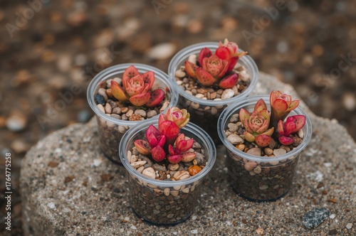 Tiny vibrant Lithops succul...