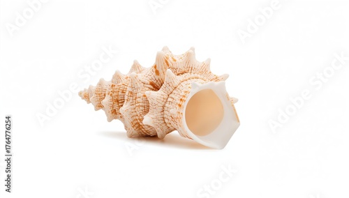 Isolated seashell keepsake ...
