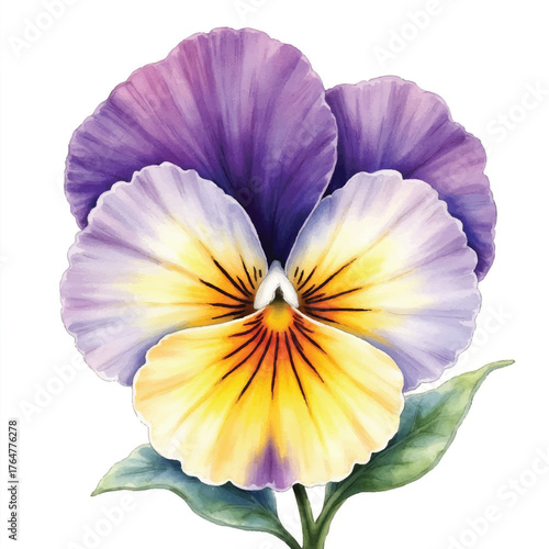 Purple Yellow Pansy Flower Isolated Realistic