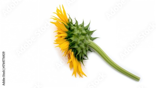 Yellow sunflower viewed fro...