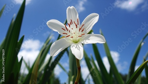 Exotic Blossom of Wild Suga...