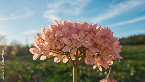A gentle bunch of rosy blos...