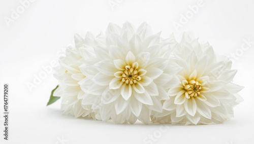 Close-up of White Dahlia Bl...