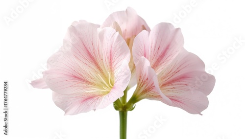 Close-up of isolated mallow blossoms on a white backdrop