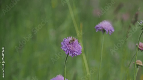 Wallpaper Mural bee on a flower in sunshine  Torontodigital.ca