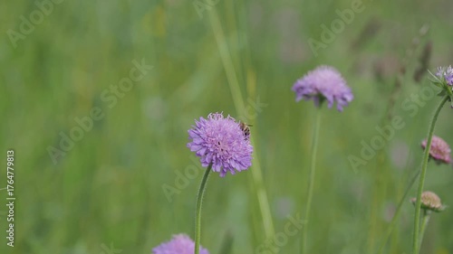 bee on a flower in sunshine 