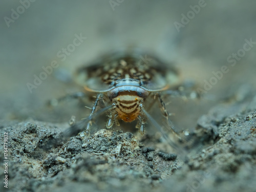 Cockroach nymph on the dried ground from front view