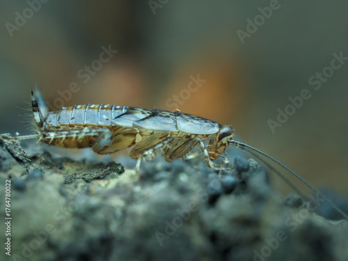 Cockroach nymph on the dried ground from side view