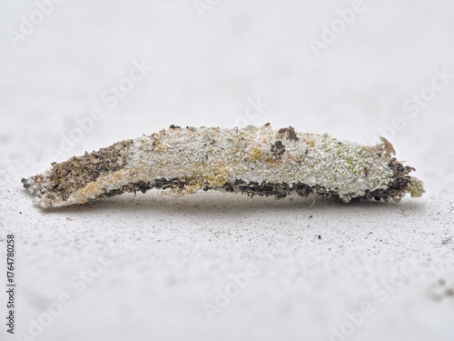 Bagworm on the house walls