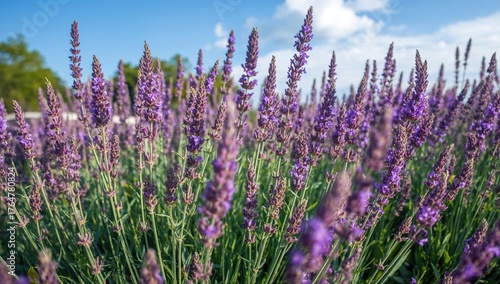 Lavender flowers flourishin...