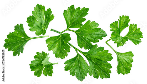 Lush, vibrant green parsley sprigs isolated on a black background, showcasing their texture and detail