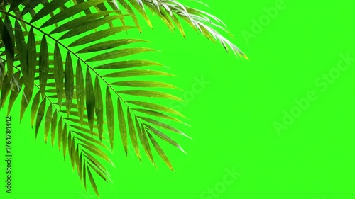 Tropical Overlay Element with palm tree branches on green screen distortion, overlay, glitch, static noise, scan lines black background, 4k animated video loop