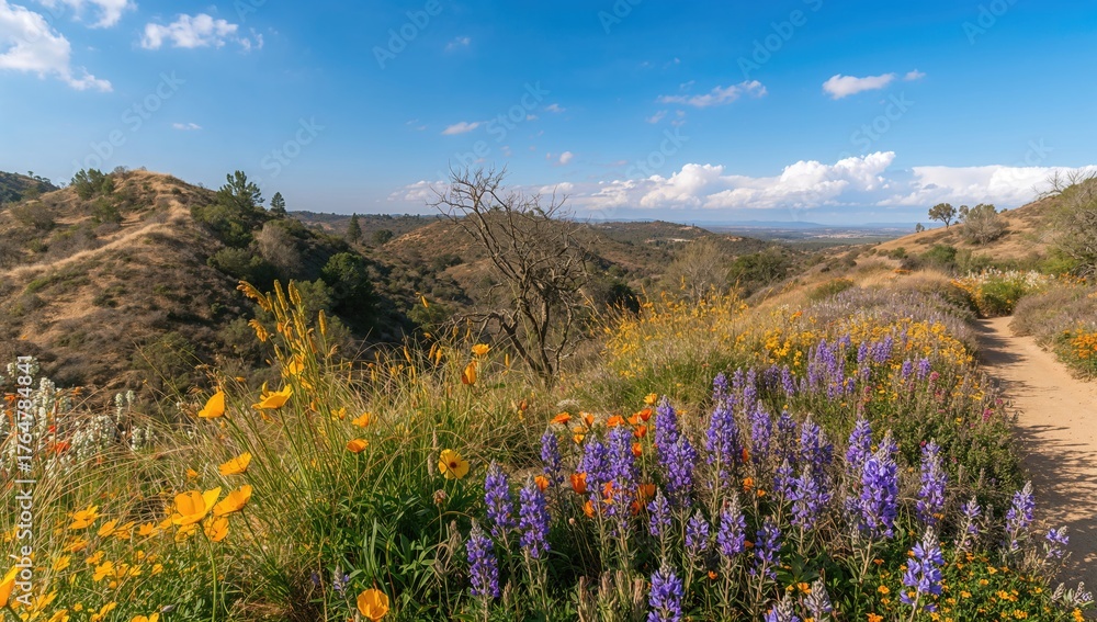 Obraz premium Blooming spring blossoms along the hiking path in a scenic hillside community of Southern California.