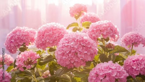 Hydrangea or hortensia with...