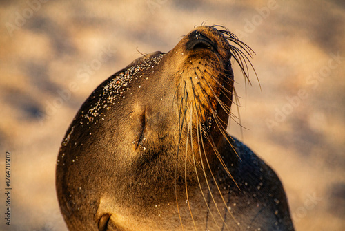 Tableau sur toile GALAPAGOS, ECUADOR, WILDLIFE - Seal is looking up at the camera