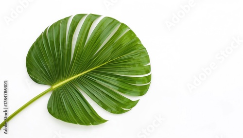Leaf of a palm tree on a pl...