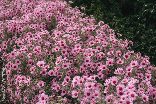A vibrant garden bursting w...