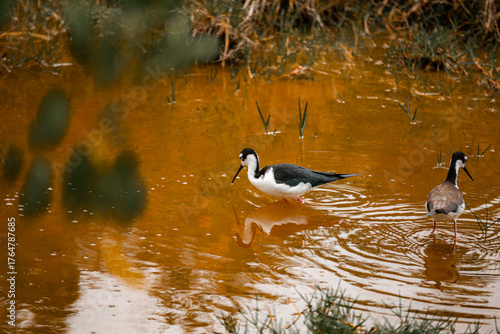 Fototapeta GALAPAGOS, ECUADOR, WILDLIFE - Two birds are swimming in a pond with a brownish-orange color