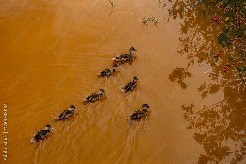 Fototapeta premium GALAPAGOS, ECUADOR, WILDLIFE - Group of ducks swimming in a pond. The water is brown and murky. The ducks are small and appear to be following each other