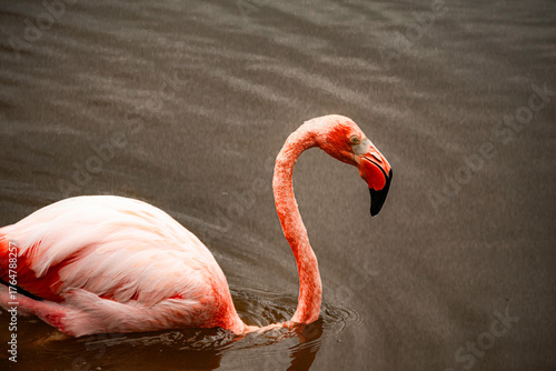 Obraz na plátně GALAPAGOS, ECUADOR, WILDLIFE - Pink flamingo is swimming in a body of water