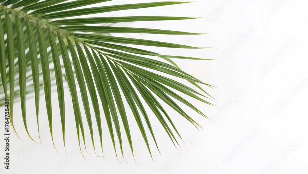 Fototapeta premium Green palm foliage placed at the edge against a white background.