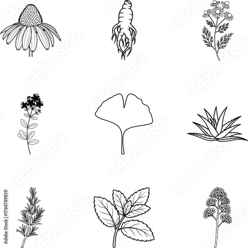 Vector art of collection of medicinal herbs