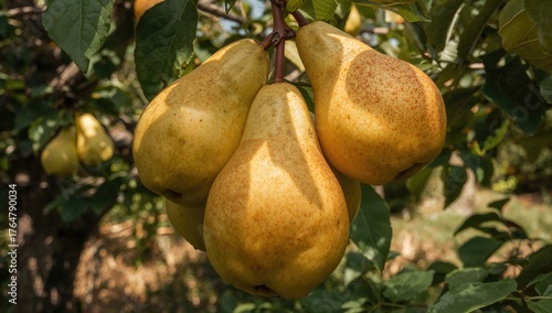 Detailed view of mature nat...