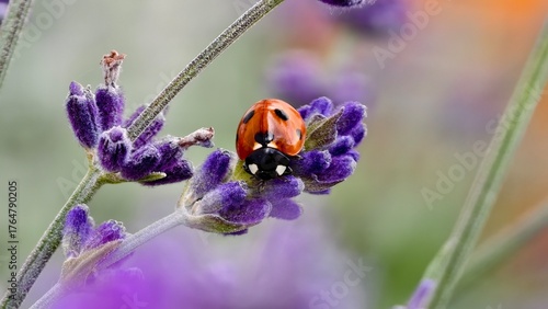 butterfly on lavender