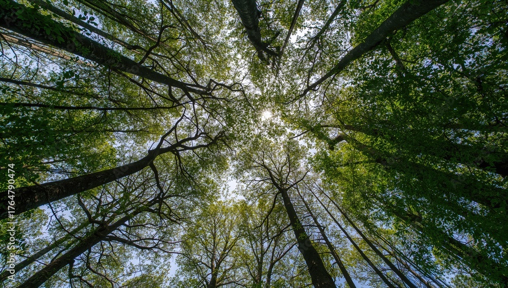 Fototapeta premium View from below of tall, beautiful trees with lush green leaves under a bright sky