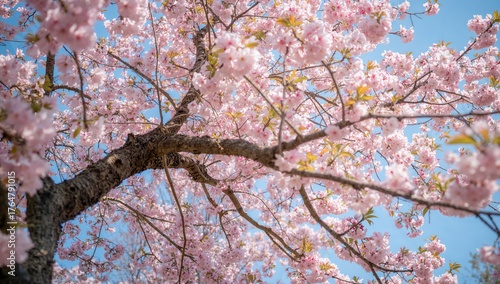 Blossoming Pink Floral Tree