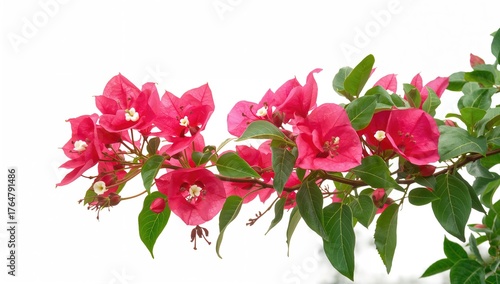 Vibrant bougainvillea bloss...