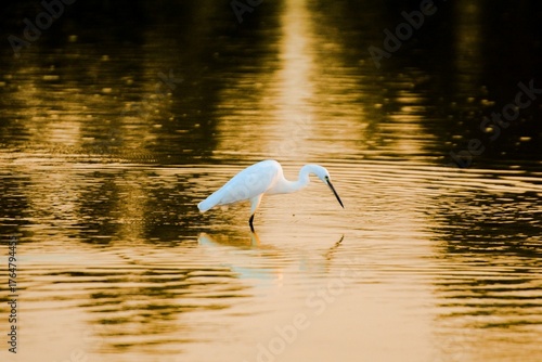 A solitary Little Egret is silhouetted against the warm glow of golden hour, patiently waiting for prey. Serene wildlife moment, capturing the beauty of nature and a dramatic sunset.