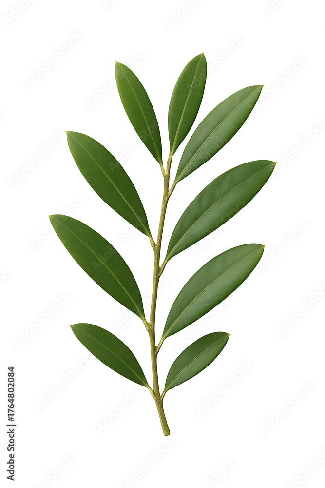 Naklejka premium Olive Branch Simplicity High quality Realistic image.