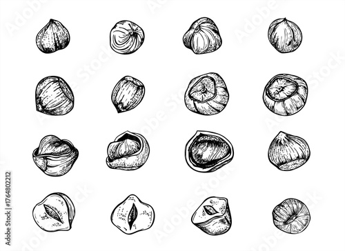 Hazelnut seeds monochrome vector illustration clip art painted by black inks. Etching drawing of hazel peeled and in shell. Raw food ingredients for packaging, culinary recipe, product design