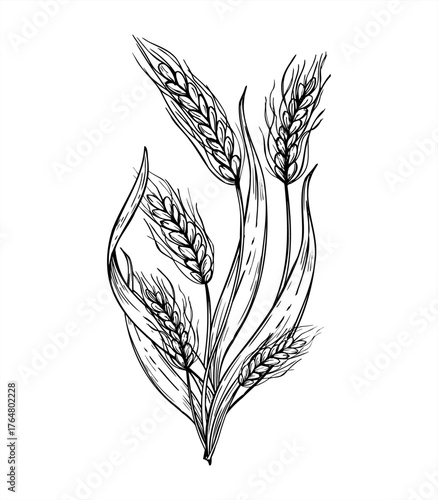 Monochrome vector bouquet of ripe wheat ears painted by black inks. Meadow or field spikelet etching drawing. Autumn harvest black and white line art for agricultural design, rustic decor, packaging