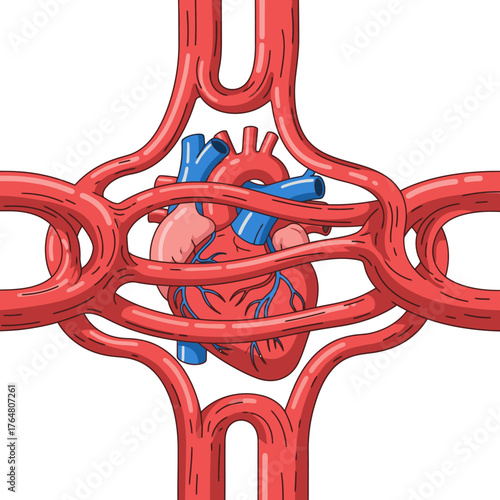 Vibrant human heart and circulatory system illustration, symbolizing life, health, and vital body functions for medical and educational concepts.