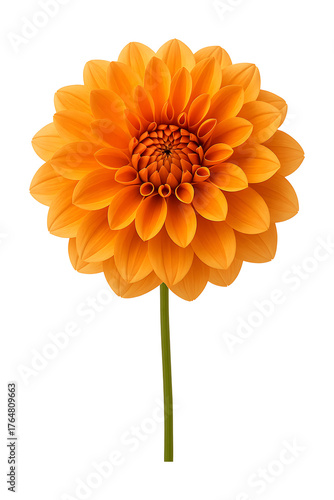 Orange Dahlia Bloom High quality Realistic image.