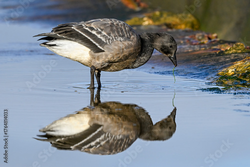 Dark bellied Brent Goose feeding in a tidal pool