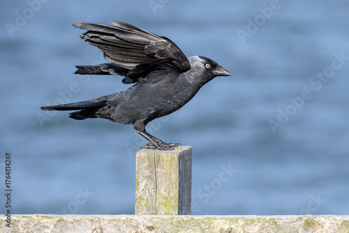 Jackdaw an adult bird landing on a fence post