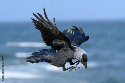 Jackdaw an adult bird in flight