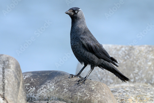 Jackdaw adult standing on an old stone wall
