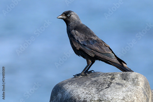 Jackdaw adult standing on an old stone wall